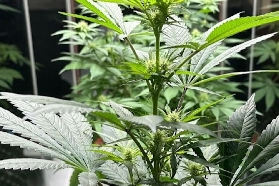 阿姆斯特丹大麻博物館｜解鎖千歲植物的多元魅力
