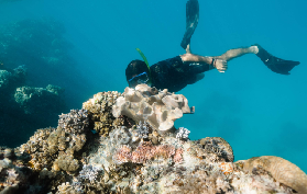 澳洲聖靈群島浮潛｜漢密爾頓島出發！隱密海灣超抵玩避坑指南✨
