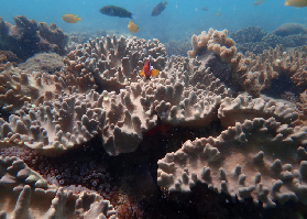 聖靈群島浮潛實測｜漢密爾頓島出發！隱密海灣珊瑚秘境超讚✨