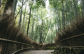 京都嵐山嵯峨半日遊實測｜4必逛點+避坑指南✨