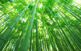 京都嵯峨野竹林半日遊｜預訂前必睇！避坑+選品貼士✨