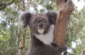 悉尼藍山私人遊｜抱無尾熊+看袋鼠+避坑全攻略🌟