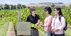 阿得雷德酒莊一日遊實測｜3個必試酒莊+隱藏美食坑位🍷