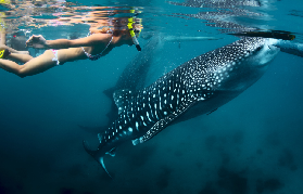 宿務一日遊實測｜3景點瘋玩不踩雷！鯨鯊+沙洲+瀑布超讚✨