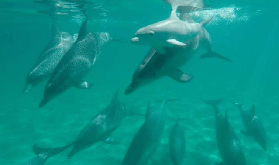 西澳羅金厄姆海豚同遊｜和野生海豚並肩遊超讚！行程規劃全攻略🐬
