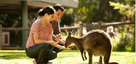 墨爾本出發必玩！菲利普島企鵝歸巢+萌寵一日遊實測｜避坑3個重點🐧
