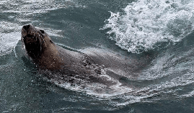 西澳浮潛隱藏玩法｜與澳洲海獅零距離互動！避坑實測✨