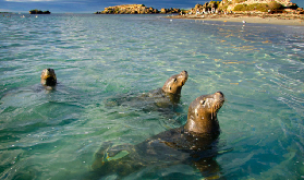 西澳羅金漢必玩！海豚海獅遊船實測｜全家同樂隱藏驚喜✨