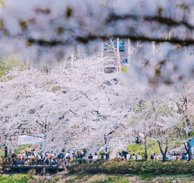 2026韓國櫻花花期預測｜首爾、濟州、釜山避人潮全攻略