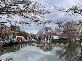 成田機場→劄幌圓山公園・北海道神宮賞櫻交通全攻略