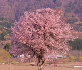 成田機場→登別櫻花大道賞櫻交通全攻略