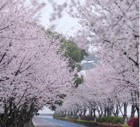 成田機場→靜內二十間道路櫻花大道賞櫻交通全攻略