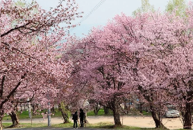 成田機場→旭川旭山公園賞櫻交通精簡攻略