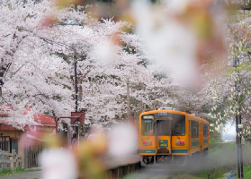 成田機場→稚內公園賞櫻交通全攻略