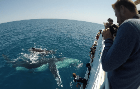 澳州赫維灣賞鯨實測｜Whalesong號含餐超抵！避開90%坑