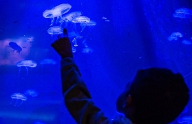 法國水族館實測｜不用潛水也能看300+熱帶魚！巴黎週邊必衝