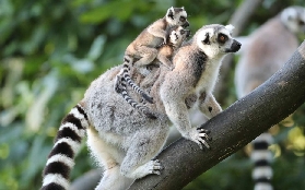 法國Beauval動物園實測｜門票預訂+遊玩避坑全攻略✨