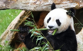 法國必訪動物園｜Beauval實測攻略+門票預訂訣竅🐼