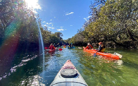 阿德萊德隱藏寶！90分鐘海豚皮劃艇實測｜避坑+亮點全整理✨