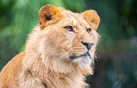法國Amnéville動物園實測｜玩一天沒踩雷！這些體驗超讚🔥
