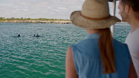 澳洲班伯利海豚巡遊｜保證見海豚？預訂前3大隱藏坑別踩！