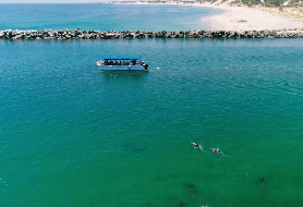 班伯利海豚生態巡遊全攻略｜3個必知避坑+體驗亮點總結