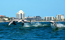 西澳班伯利海豚生態遊｜近距離看野生瓶鼻海豚跳躍超讚🐬