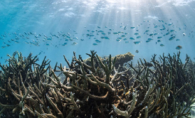 西澳珊瑚灣浮潛初體驗｜世界遺產海底超讚！新手也能嗨玩的保姆級攻略💦