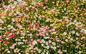 珀斯國王公園7km徒步實測｜藏750年樹的秘境超讚！避坑指南看這篇✨