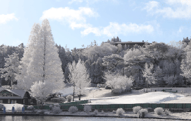 「兵庫冬日玩透透」六甲山雪樂園+螃蟹自助+草莓摘！臺灣遊客實測避坑雷點✨