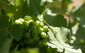 普羅旺斯塞尚鄉村酒莊遊｜現場實測！藝術+葡萄酒超讚體驗🤩