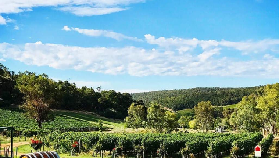 「珀斯隱藏寶」比克利谷品酒一日遊｜3家私人酒莊+免擠人潮+超抵果酒