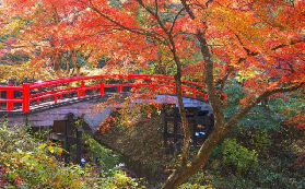 東京包車一日遊總結｜3個必避坑點+行程優化建議✨