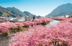 東京伊豆/熱海包車一日遊｜3個必知避坑點+行程複盤