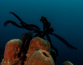 錫帕萊夜潛實測｜天黑後的海底魔法！PADI五星體驗新手也能衝✨