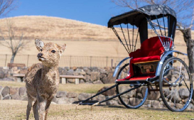 奈良人力車實測｜3個行程怎麽選？避坑+餵鹿攻略✨