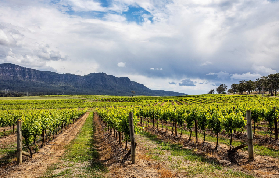 悉尼獵人谷美酒起司之旅｜3個避坑建議+總結，看完不後悔✨