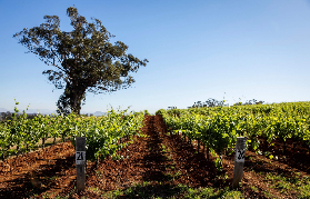 悉尼出發獵人谷美酒起司之旅｜預訂前3個選品技巧，超抵不踩雷✨