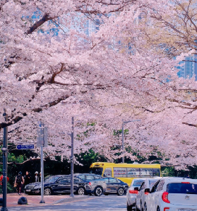 2026 韓國櫻花時間表 + 賞櫻攻略
