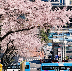 26年小韓看櫻花🌸遊玩攻略🌸