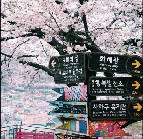 花期預警！2026韓國追櫻日歷，錯過再等一年