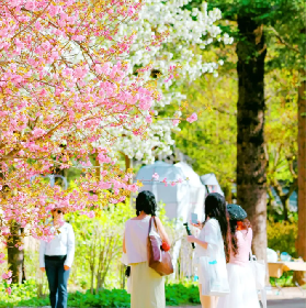 2026南怡島春季實況：遇見韓劇裡的浪漫花海