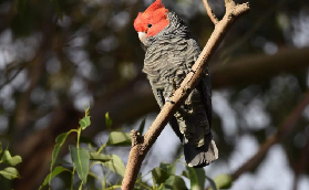 堪培拉野生動物半日遊｜實測免籌備！貼心接送+近距離摸袋鼠🦘