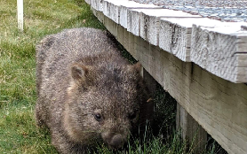 堪培拉野生動物半日遊｜實測免煩惱！接送+超近距離看鴨嘴獸🥳