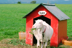 札幌洞爺湖花火一日遊避坑指南｜3個必註意的實用提醒