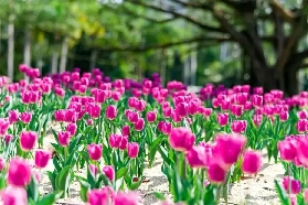 去打卡深圳春日“頂流”花海