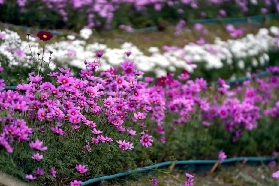 佛山這片波斯菊花海等你來拍