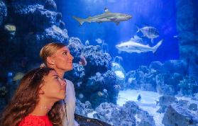 慕尼黑SEA LIFE實測｜德國最大鯊魚館！預訂+避坑全攻略✨