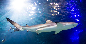 慕尼黑SEA LIFE超讚！鯊魚隧道+海洋生物全攻略｜臺灣遊客必看💦