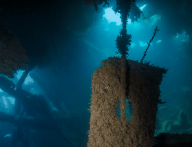 巴拉望高氧潛水認證實測｜2次沉船潛水+國際證照，這3點避坑必看✨